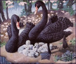 Familia de cisnes negros