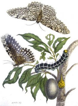 de Metamorphosis insectorum Surinamensium, lámina XX. (Thysania