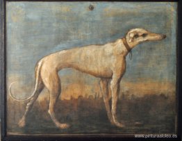 Galgo