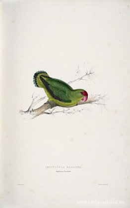 Psittacula taranta. Periquito abisinio (Agapornis abisinio)