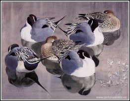 Pintails en reposo