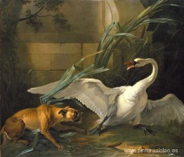 Cisne atacado por un perro