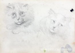 BOCETOS DE GATOS BIRMANOS