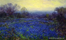 Campo de bluebonnets