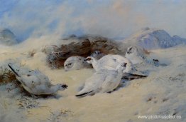 Ptarmigan buscando refugio