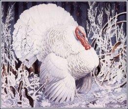 pavo blanco