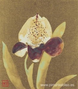 Orquídea