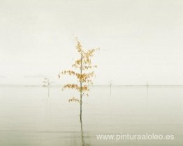 Hojas de naranja, Mar de Ariake, Japón