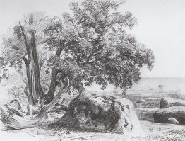 Roble en la orilla del Golfo de Finlandia