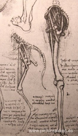 Dibujo de la anatomía comparada de las piernas de un hombre y un