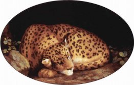 Leopardo durmiente