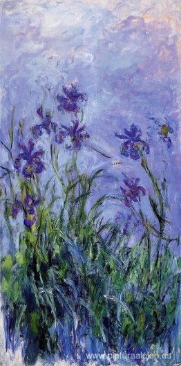 Iris lilas