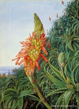 Aloe común en flor, Tenerife