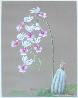 orquídeas blancas