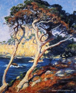 Árboles de Point Lobos