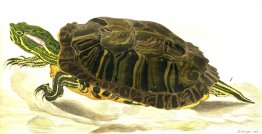 Pintura de Trachemys scripta elegans (Wied)