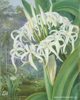 Un crinum de Borneo