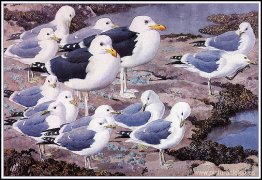 Galería de gaviotas