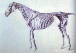 Diagrama de La anatomía del caballo.