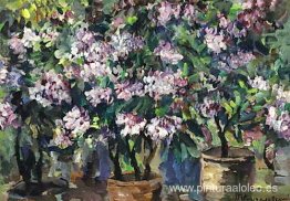 lilas