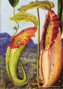 Nepenthes norteña