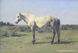 Un caballo gris en un campo