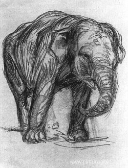 Elefante