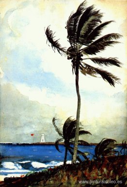 Palmera, Nasáu