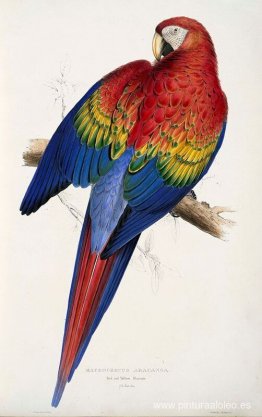 Macrocercus aracanga (Ara macao)