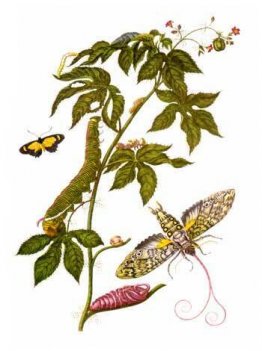 Placa que muestra las etapas de Cocytius antaeus, de Metamorphos