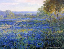 Campos de bluebonnets