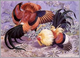 Gallos de combate