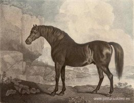 Caballo Marske