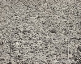 Paisaje de Arizona, 1945 (fotografía en gelatina de plata)