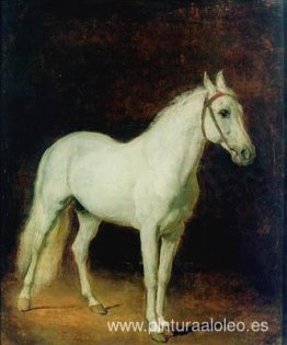 Caballo blanco. Estudiar.