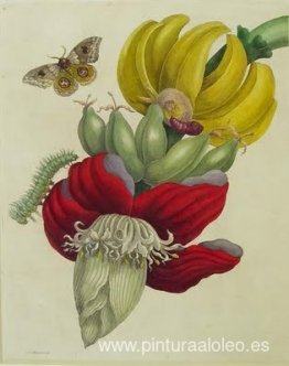 Inflorescencia de plátano