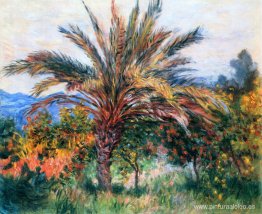 Palmera en Bordighera