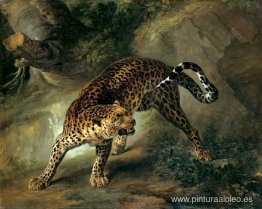 Leopardo