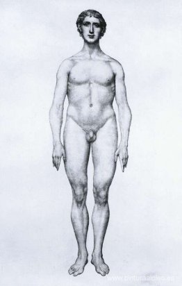 Estudio de la figura humana, vista anterior, de 'Una exposición