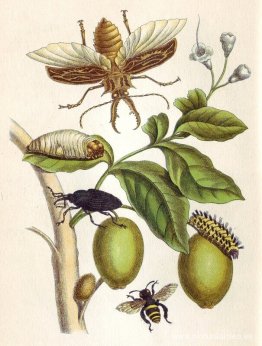 de Metamorphosis insectorum Surinamensium, lámina XLVIII