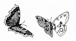 mariposas