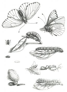 Placa LXXXV, de Erucarum Ortus Alimentum et Paradoxa Metamorphos