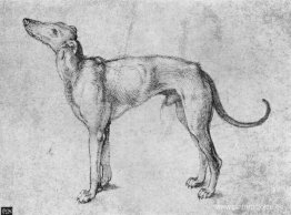 Galgo 