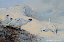 Ptarmigan llamando en la nieve