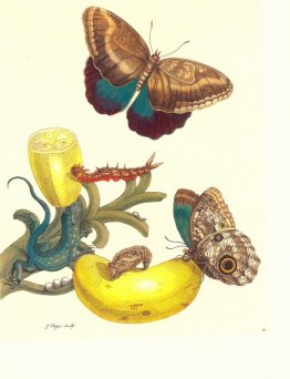 Lámina #23- Musa paradisiaca, Caligo teucer y Cnemidophorus lemn