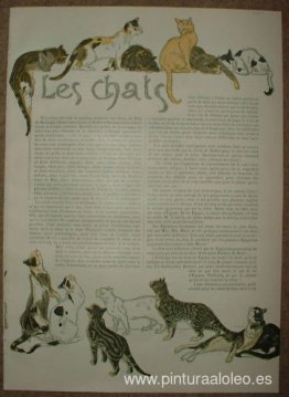 gatos